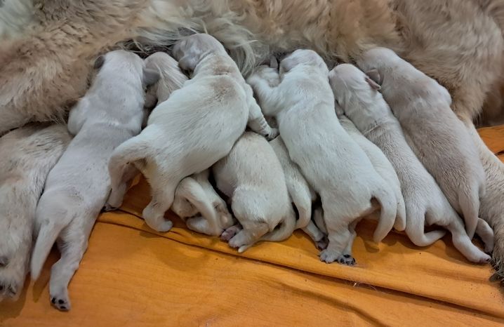 living links - Chiots disponibles - Golden Retriever