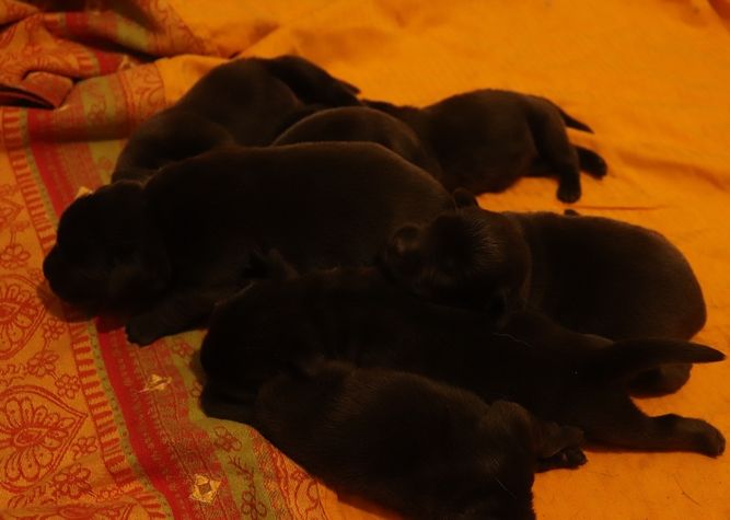 living links - Chiots disponibles - Labrador Retriever