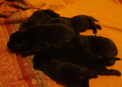 Bébé Living Links