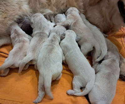 Bébé Living Links