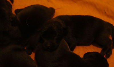 Bébé Living Links