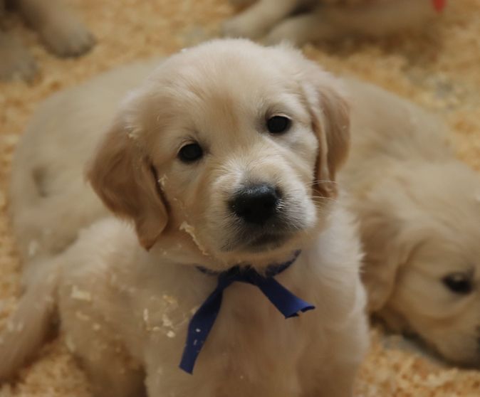 living links - Chiots disponibles - Golden Retriever