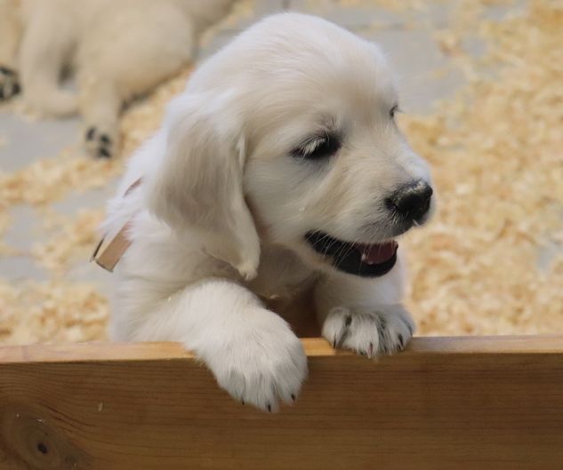 living links - Chiots disponibles - Golden Retriever