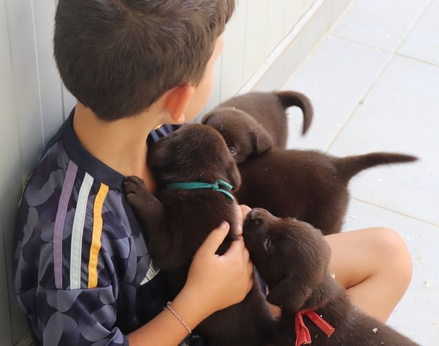 living links - Chiots disponibles - Labrador Retriever