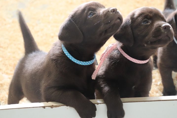 living links - Chiots disponibles - Labrador Retriever