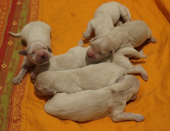 living links - Chiots disponibles - Golden Retriever