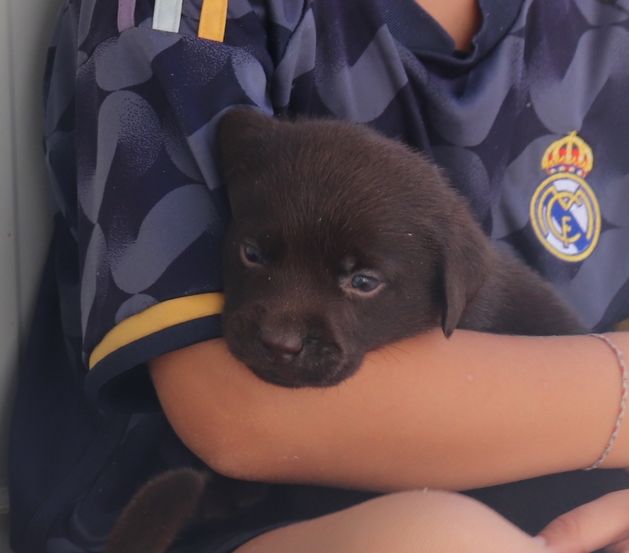 living links - Chiots disponibles - Labrador Retriever