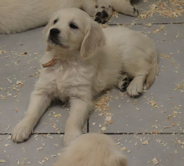 living links - Chiots disponibles - Golden Retriever