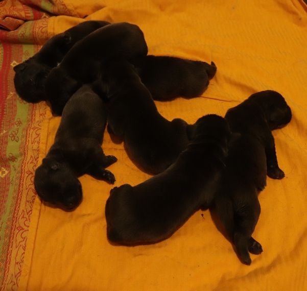 living links - Chiots disponibles - Labrador Retriever