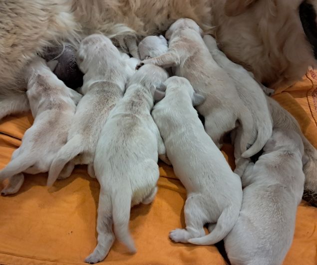 living links - Chiots disponibles - Golden Retriever