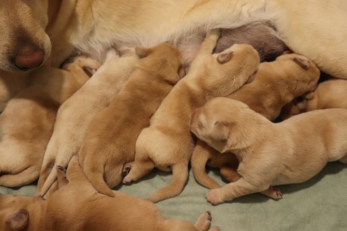 living links - Chiots disponibles - Labrador Retriever