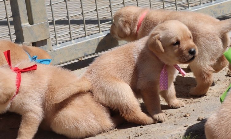 living links - Chiots disponibles - Labrador Retriever