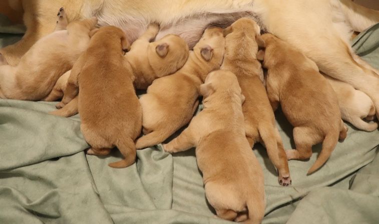 living links - Chiots disponibles - Labrador Retriever