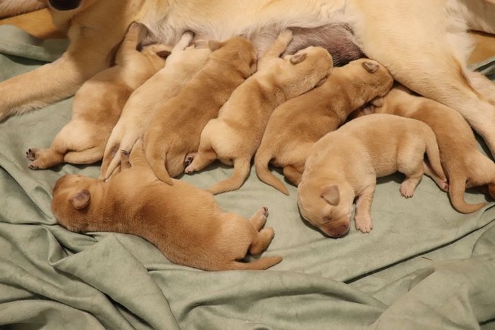 living links - Chiots disponibles - Labrador Retriever