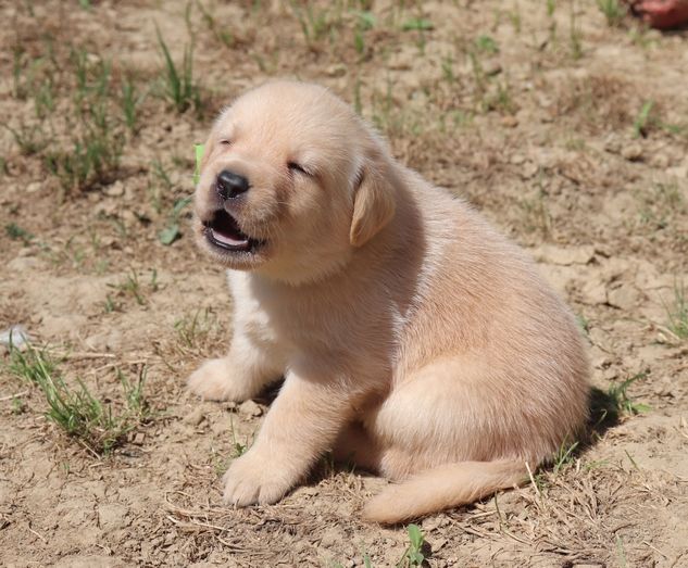 living links - Chiots disponibles - Labrador Retriever